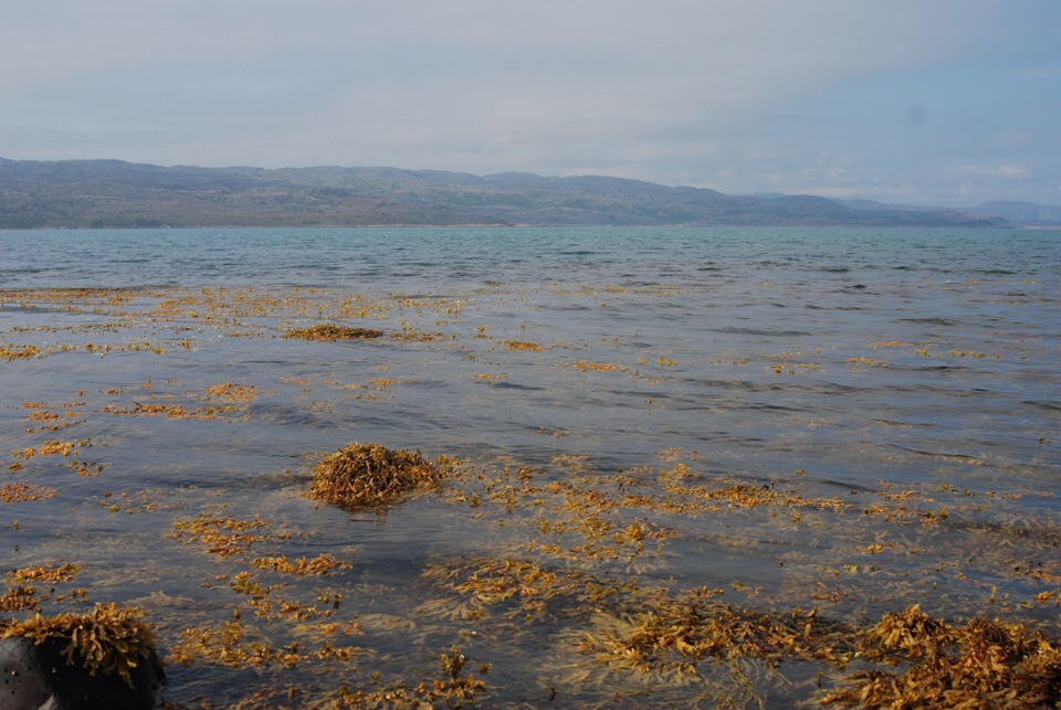 Море и водоросли