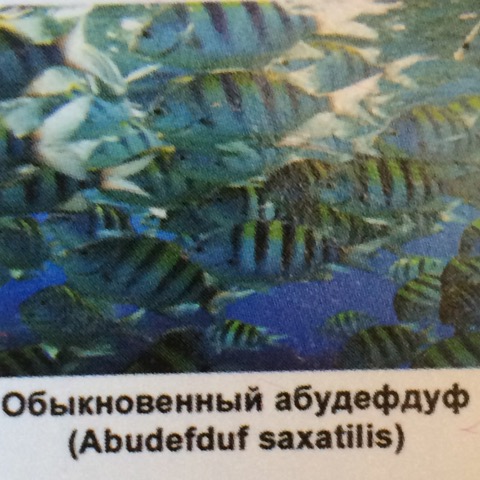 Abudefduf saxatilis